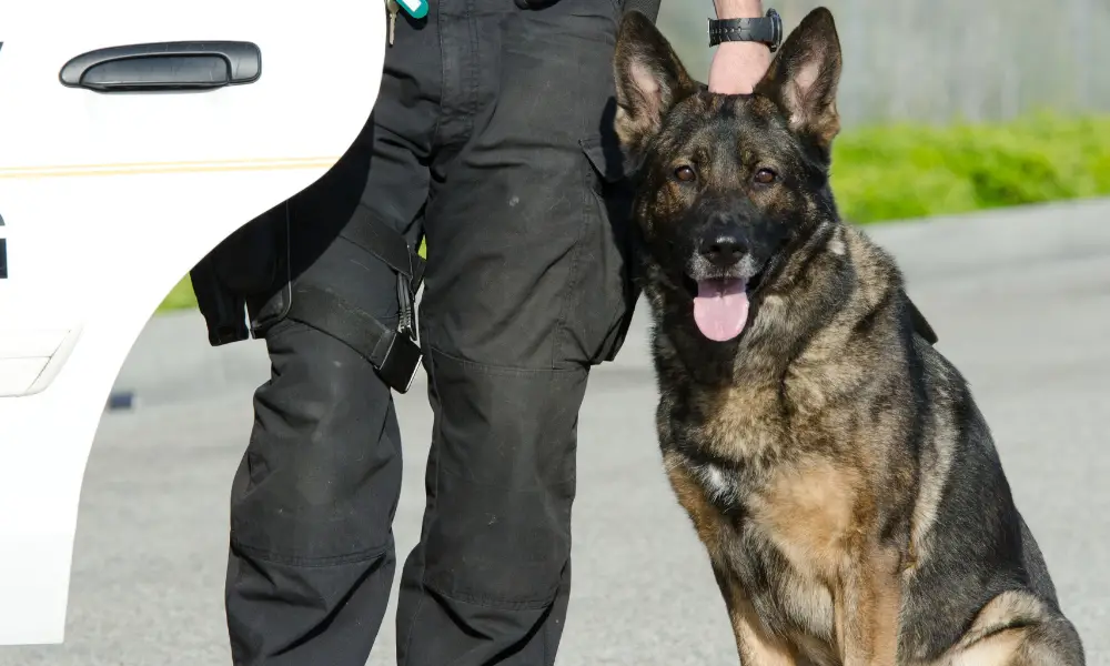 K9 Unit Officer Trainer Job Description