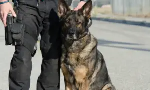 k9-officer